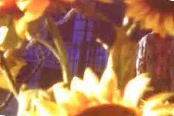 Bethesda juega con fuego y con girasoles en este nuevo teaser